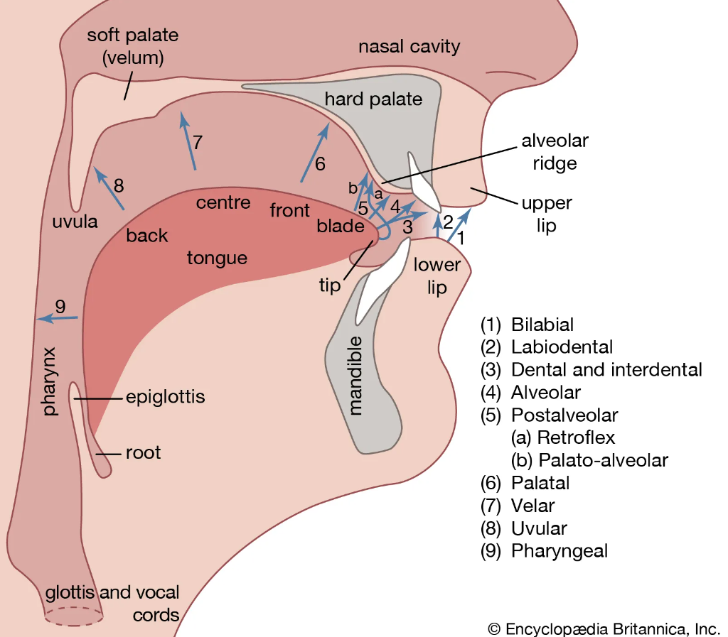 Velar Ridge The Sound of Language - by Linguistically Yours!