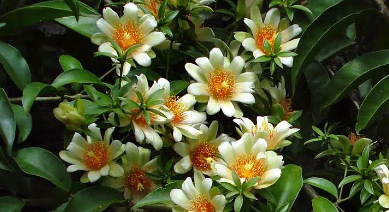 ANVISA proíbe suplementos com Ora Pro-Nóbis; entenda o que muda para os consumidores