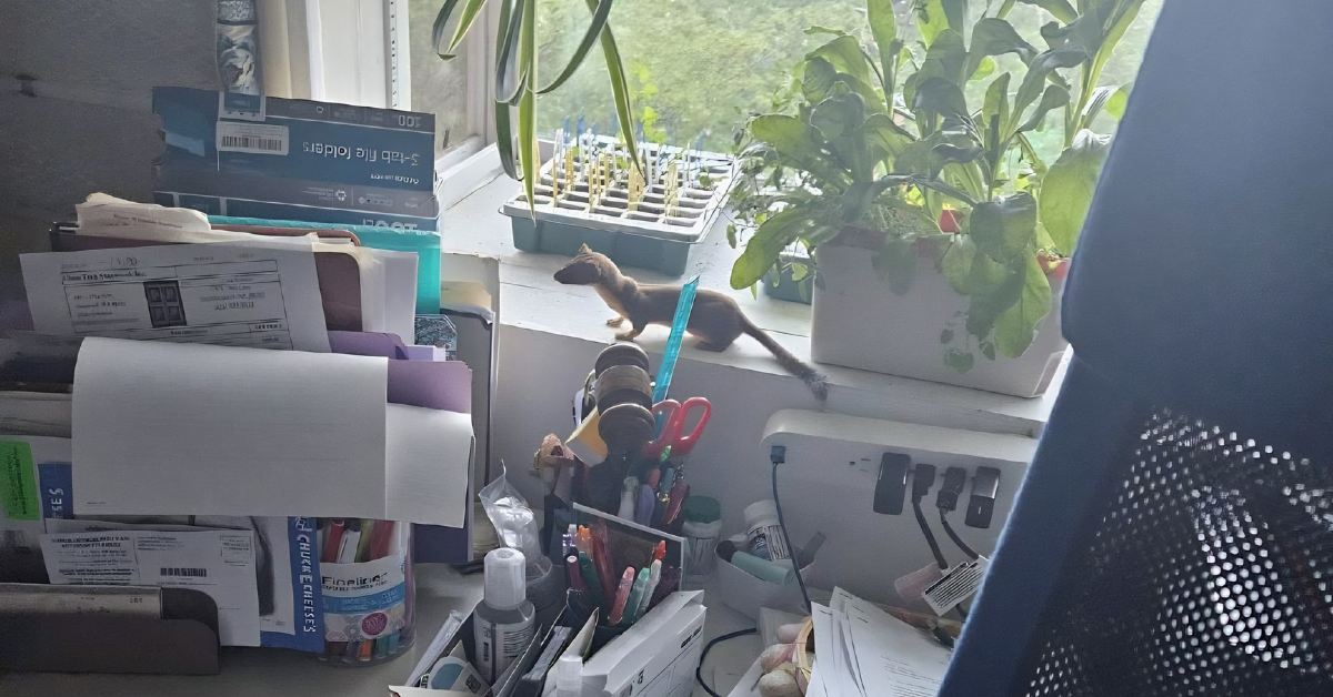 The Office Guardian I Didn’t Know I Needed