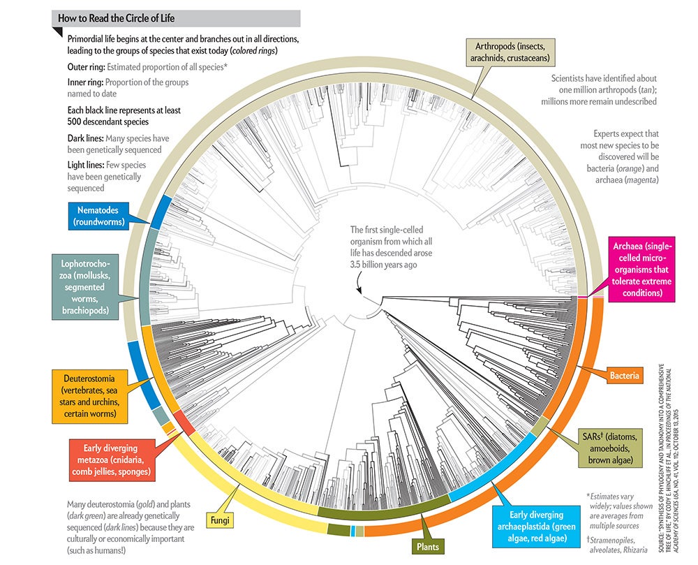 All 2.3 Million Species Are Mapped into a Single Circle of Life |  Scientific American