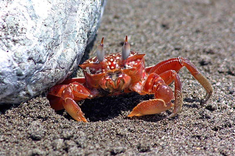 File:Painted ghost crab (Ocypode gaudichaudii) Osa.jpg