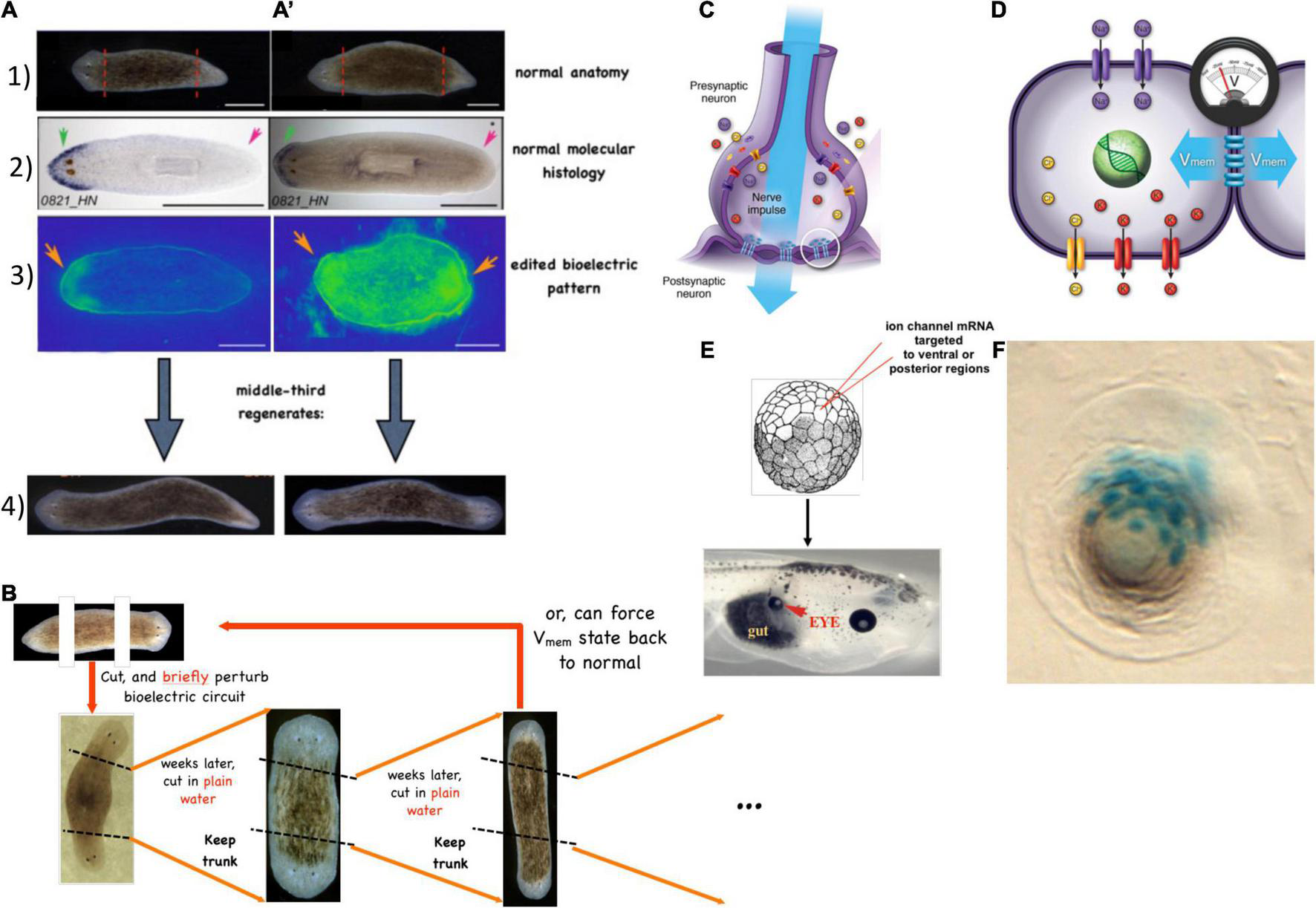Scientific figure showing planarian anatomy, gene expression, voltage patterns, and altered regenerative outcomes associated with experimental manipulation of bioelectric states.