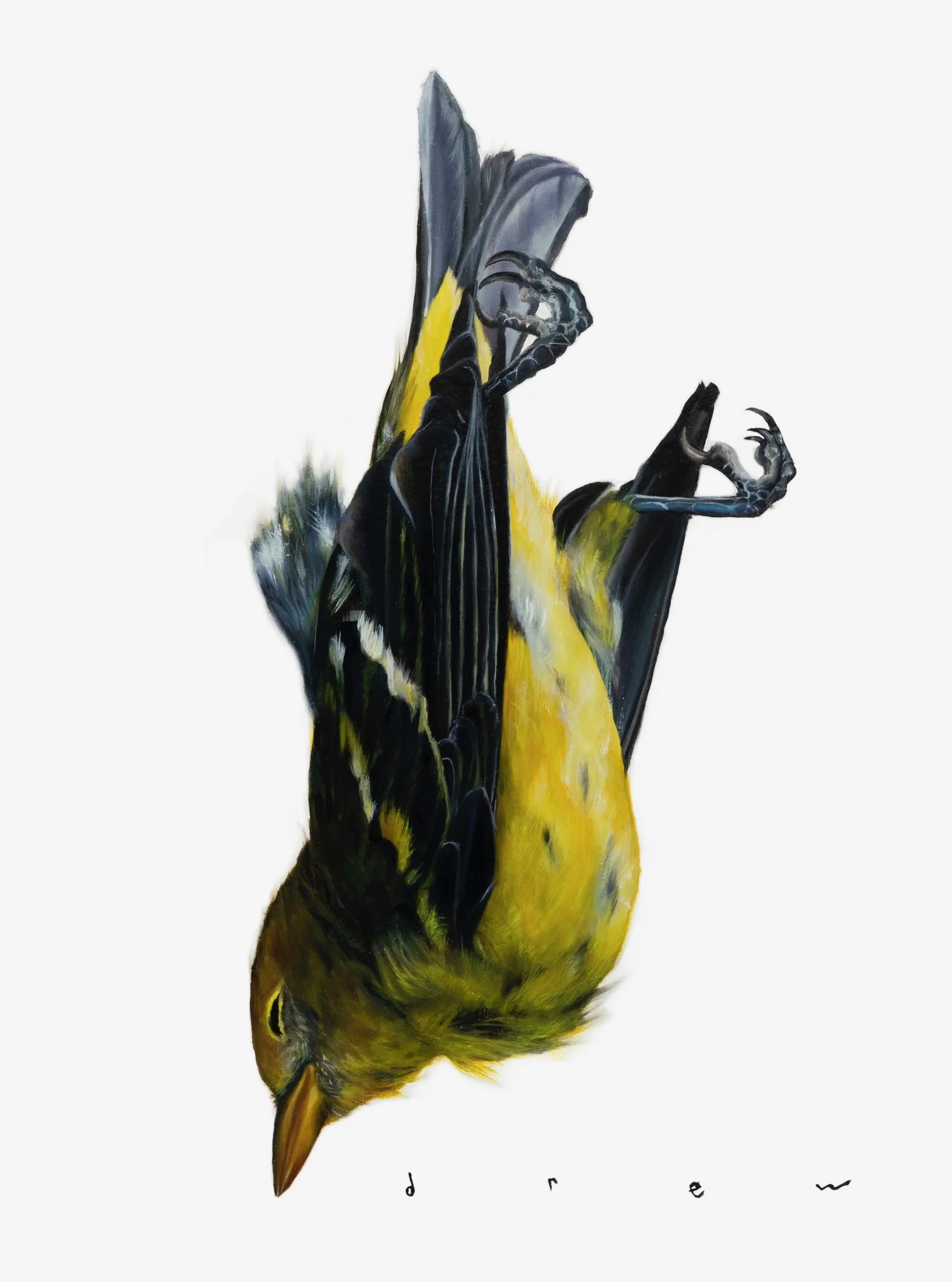 Drew Merritt, Yellow Bird