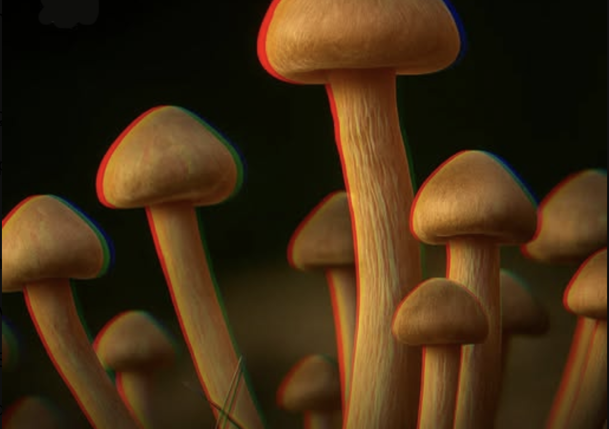 Psilocina pode retardar envelhecimento celular, aponta pesquisa científica