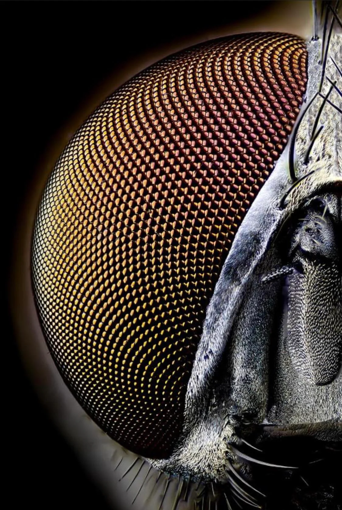 Exclusive: ICE's Secret Watchlists of Americans