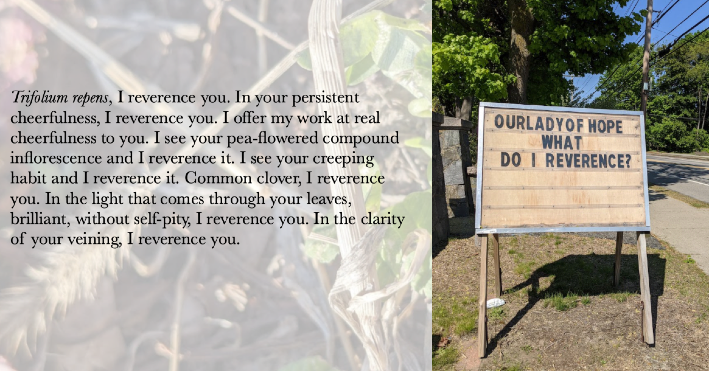 On the left, the text now says "Trifolium repens, I reverence you. In your persistent cheerfulness, I reverence you. I offer my work at real cheerfulness to you. I see your pea-flowered compound inflorescence and I reverence it. I see your creeping habit and I reverence it. Common clover, I reverence you. In the light that comes through your leaves, brilliant, without self-pity, I reverence you. In the clarity of your veining, I reverence you."