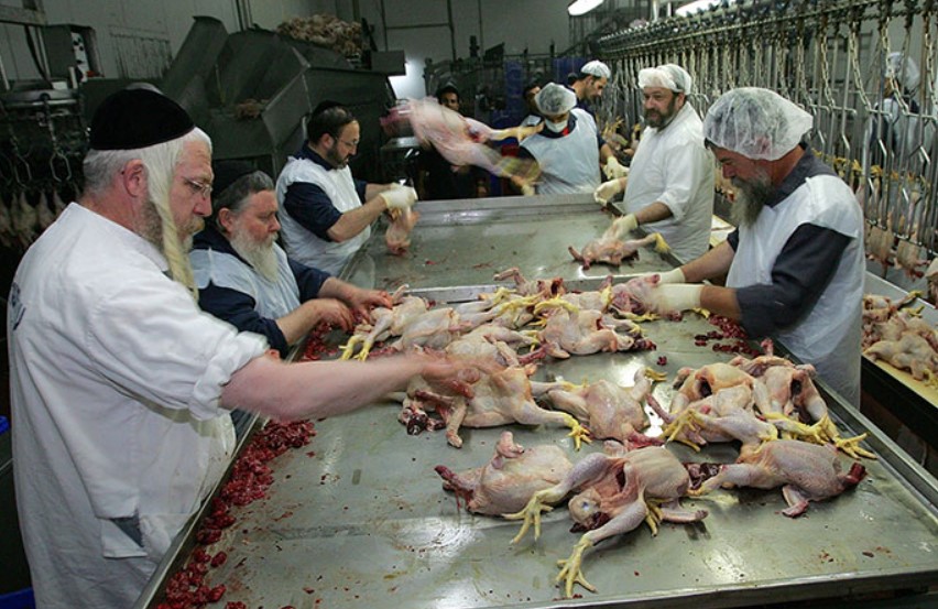 Animal Rights and the Politics of Kosher Slaughter in the UK