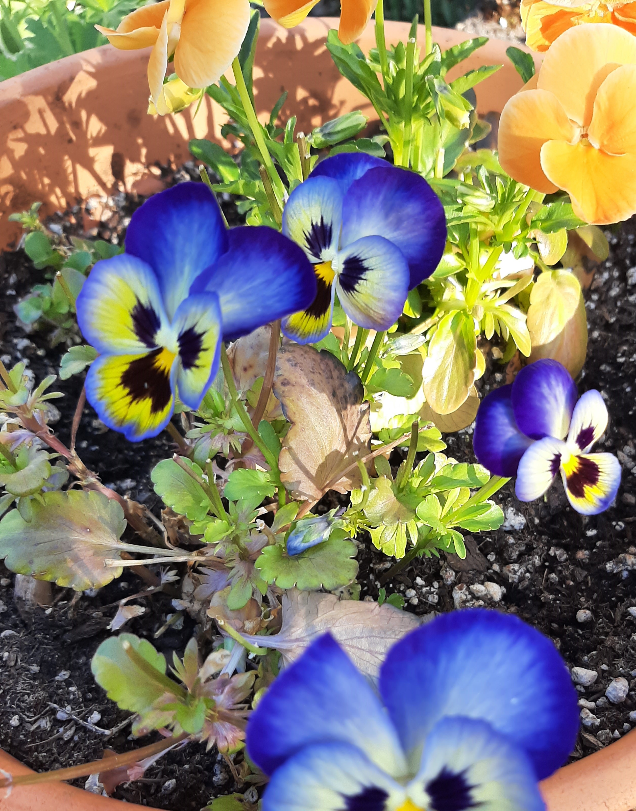 その他 soor ploom Dahlia smock Lichen soor ploom Dahlia Smock