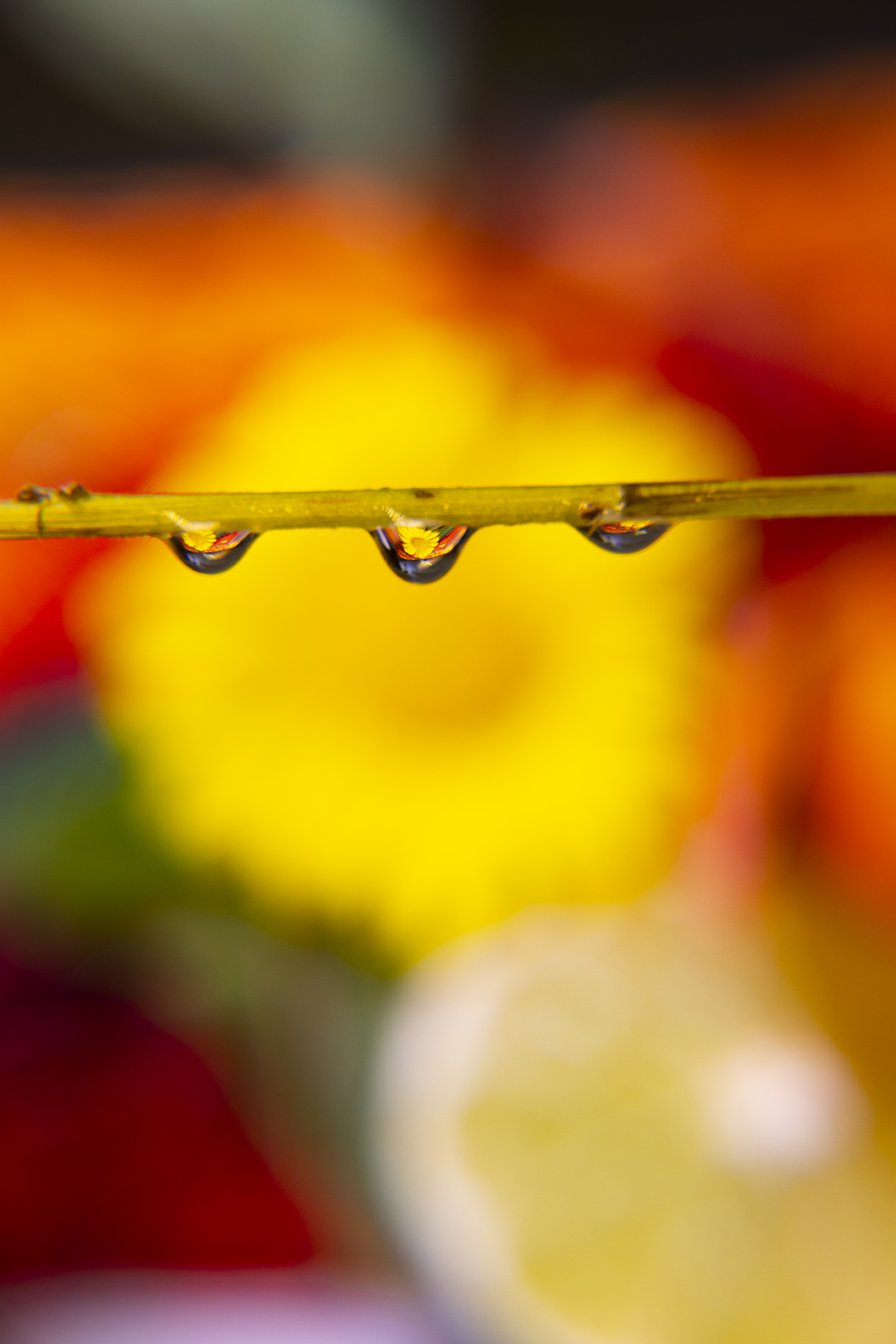 How to Set up your Sony Camera Correctly for Macro Photography