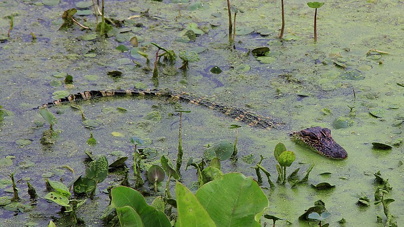 File:Young Alligator Brazos Bend State Park Texas.jpg