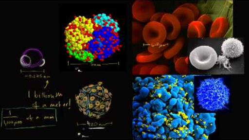 Scale of cells Scale of cells