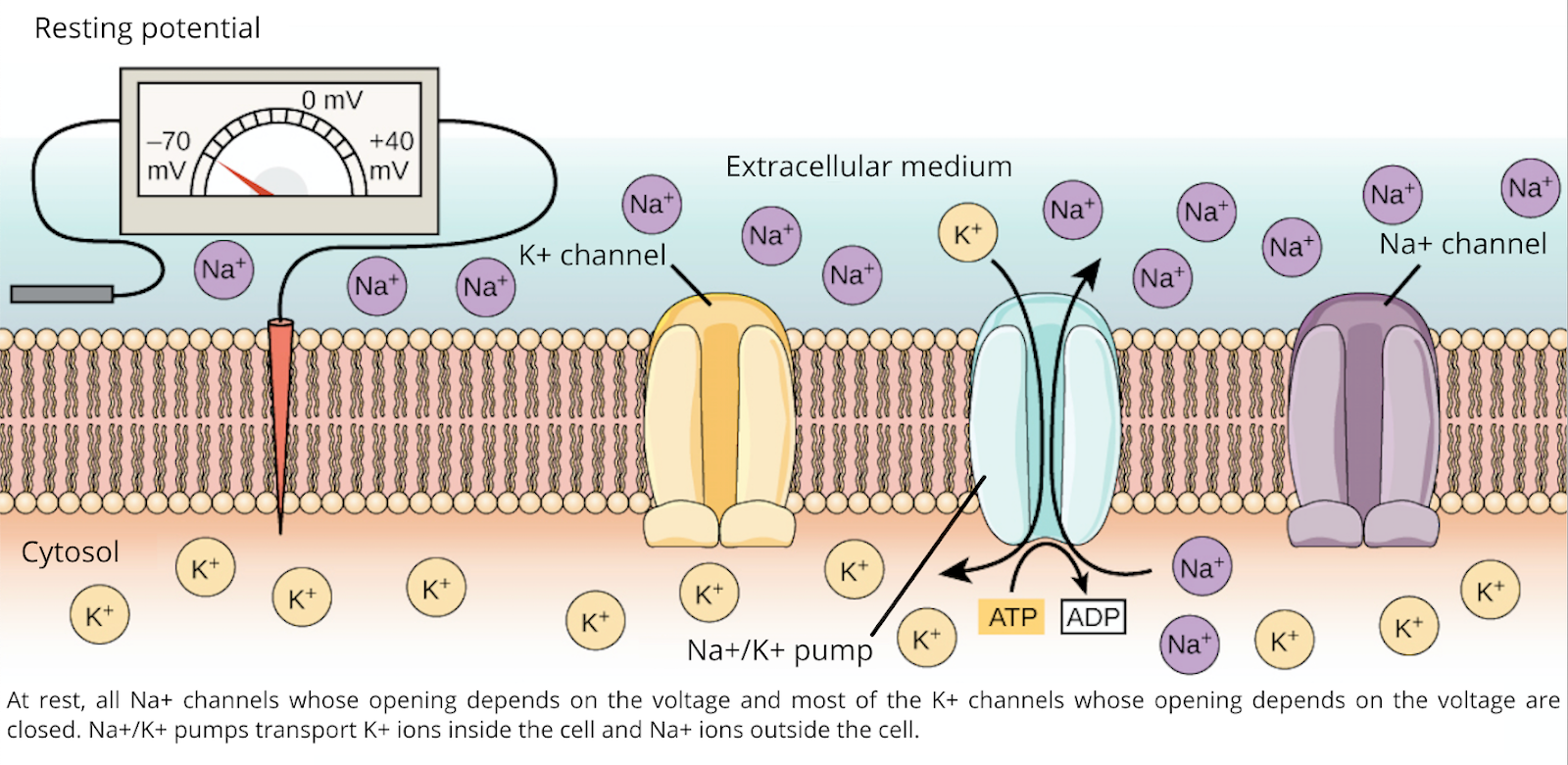 Bioelectricity Science What's the deal with bioelectricity? - by Eryney Marrogi