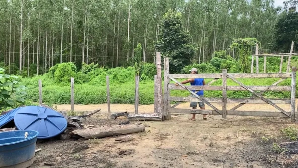 STF barra despejo em massa de 500 famílias no Maranhão; Suzano S.A. sofre revés judicial