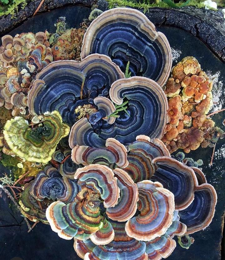 Forging Alliances With The Fungal Queendom