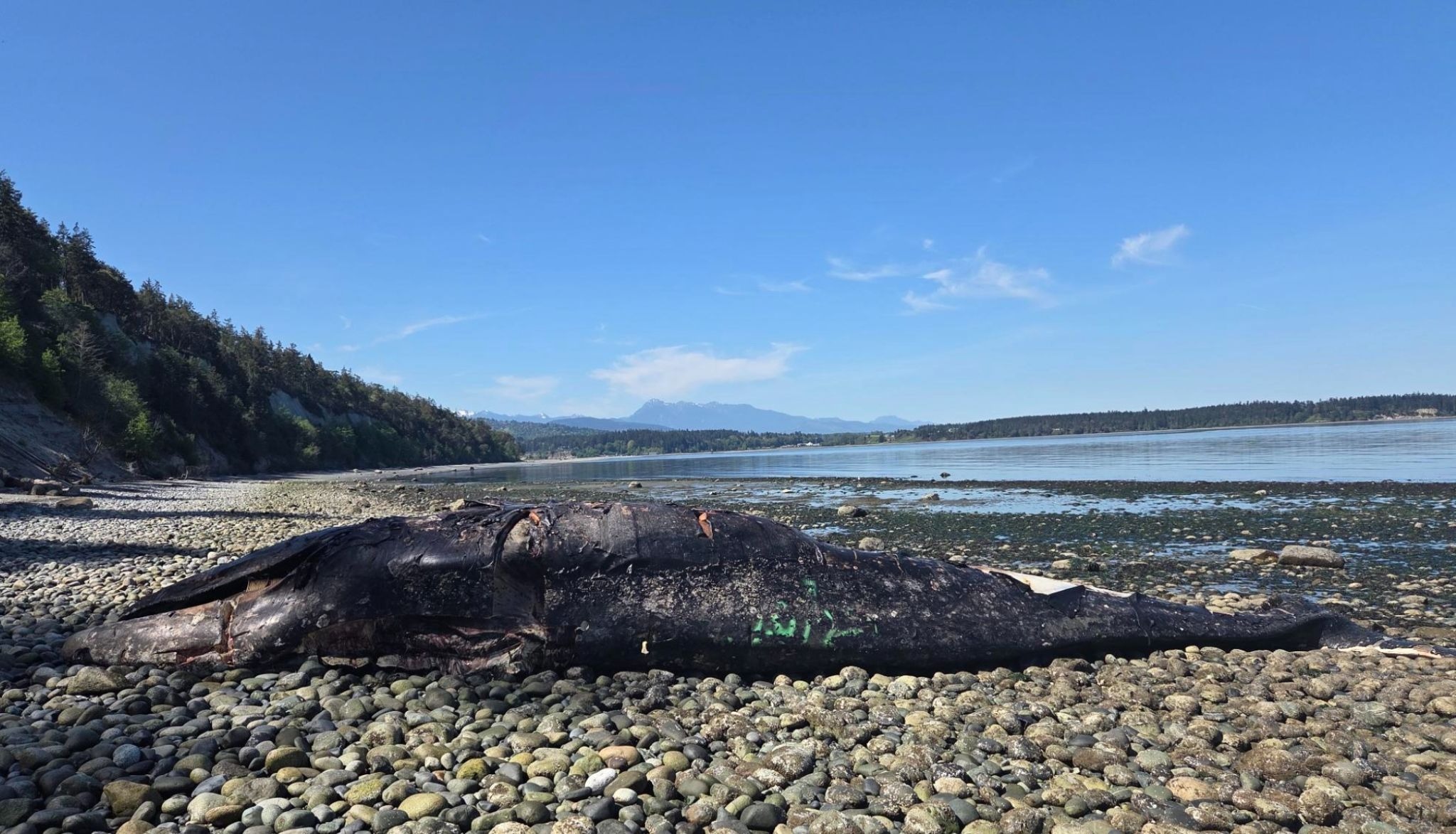 Gray Whale Death in Sequim Highlights Growing Crisis