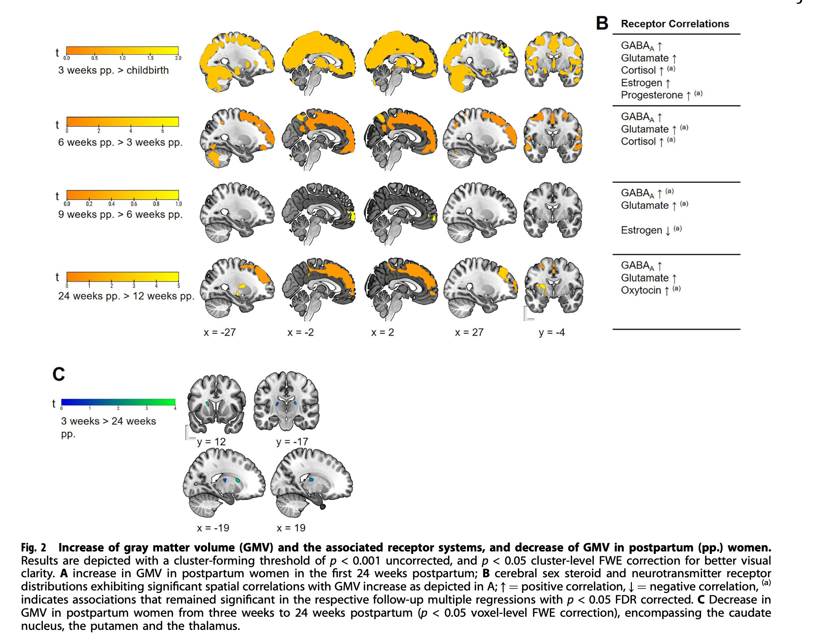 Does Pregnancy Shrink Your Brain? The 2026 Maternal Brain Study