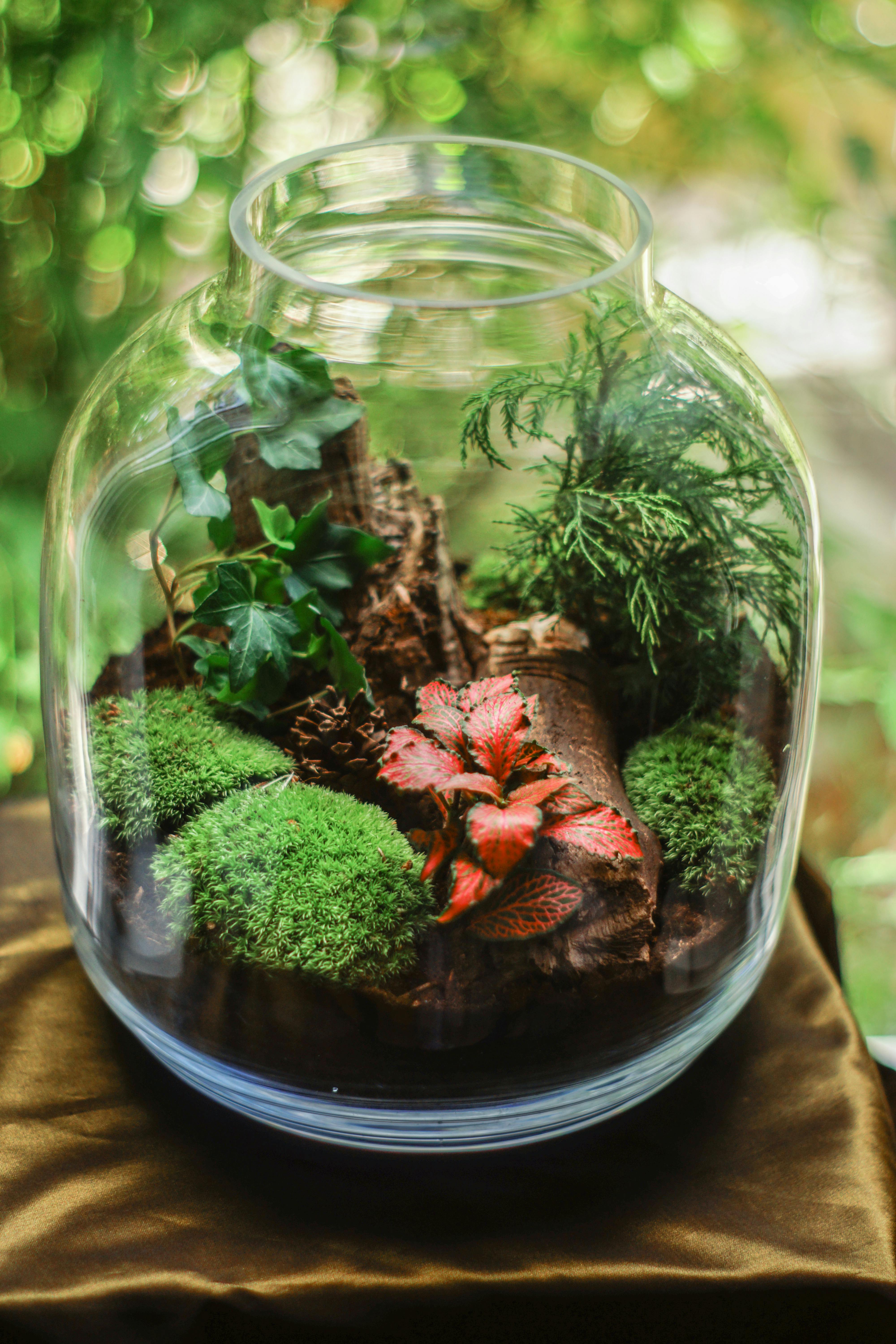A terrarium jar with mossy plants