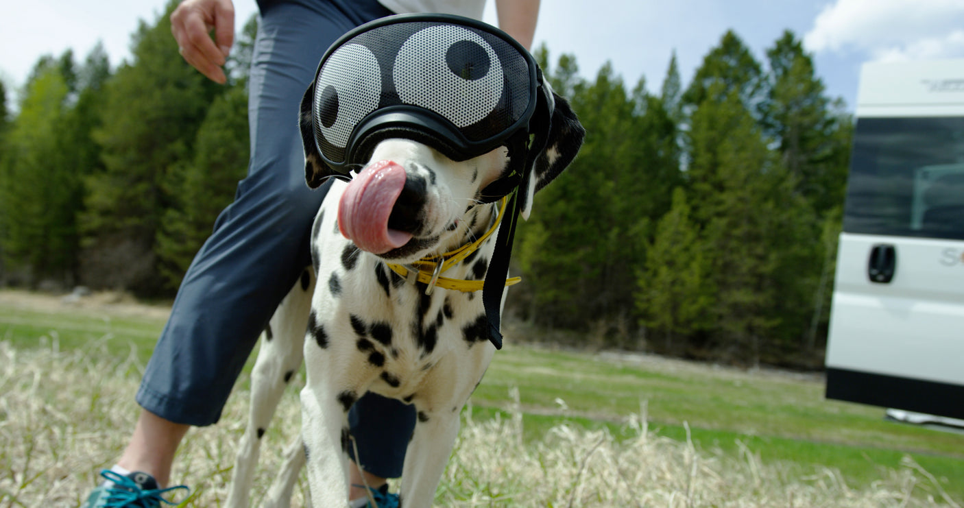 Dog Goggles Lens Wraps - Black Googly Eyes / X-Small