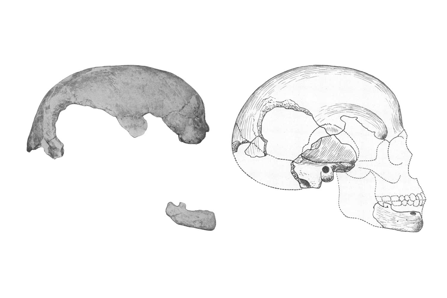Boskop Man Reconstruction