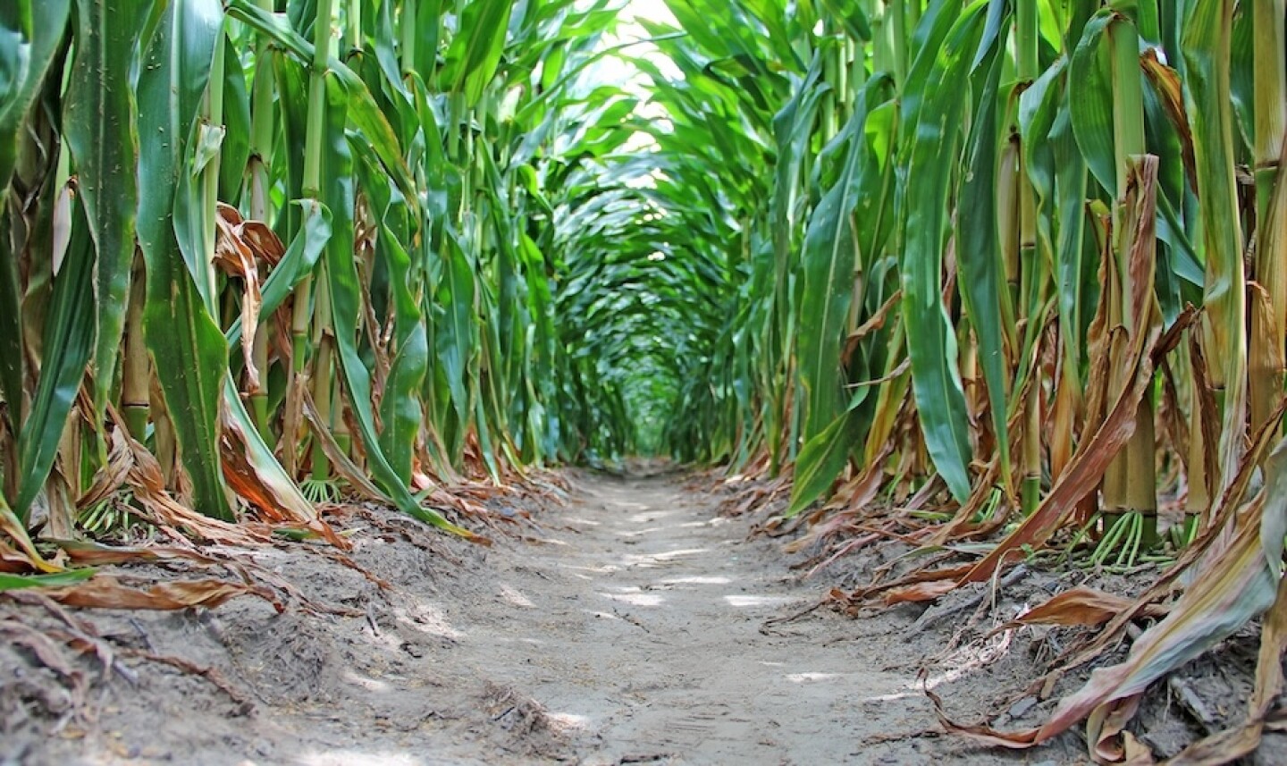 CORN ALEX HARRELL.JPG