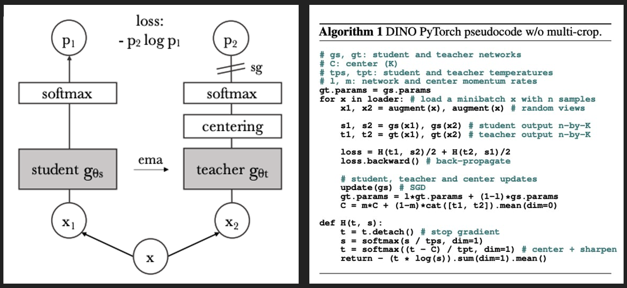 DINO Explained: How Self-Supervised Learning Unlocked Vision Transformers