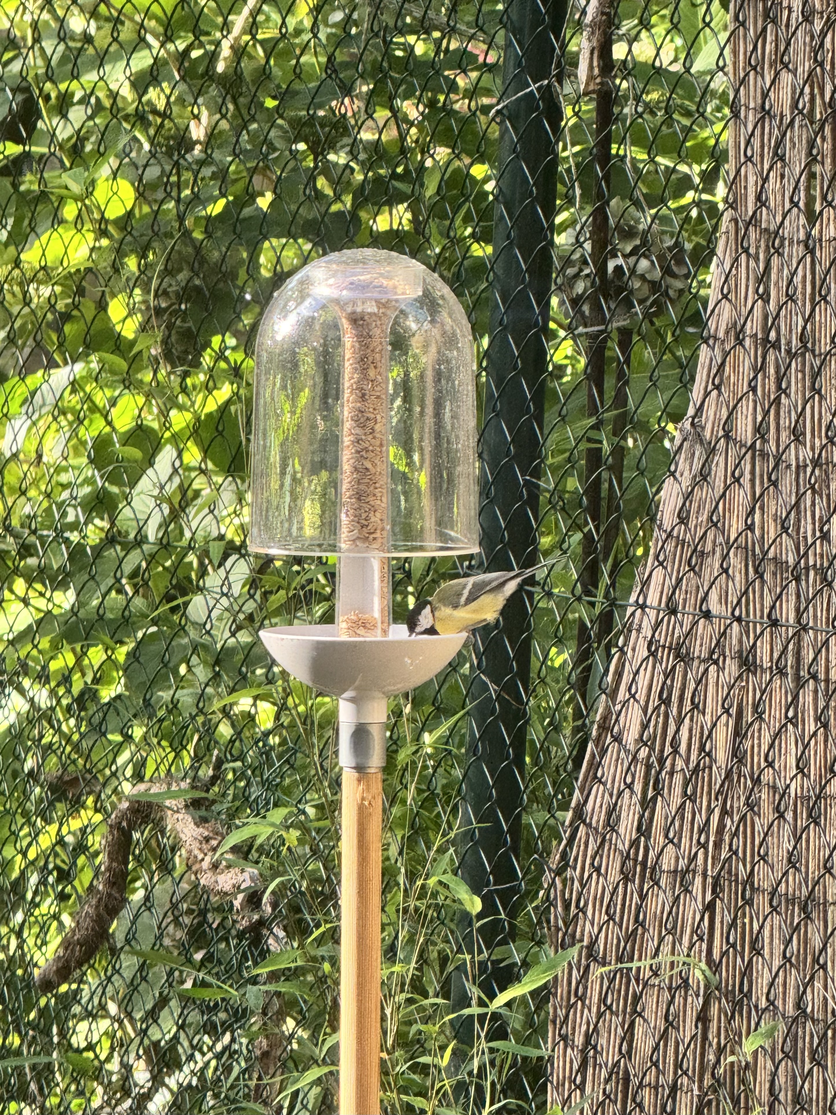 Spot the Tit (not AI)