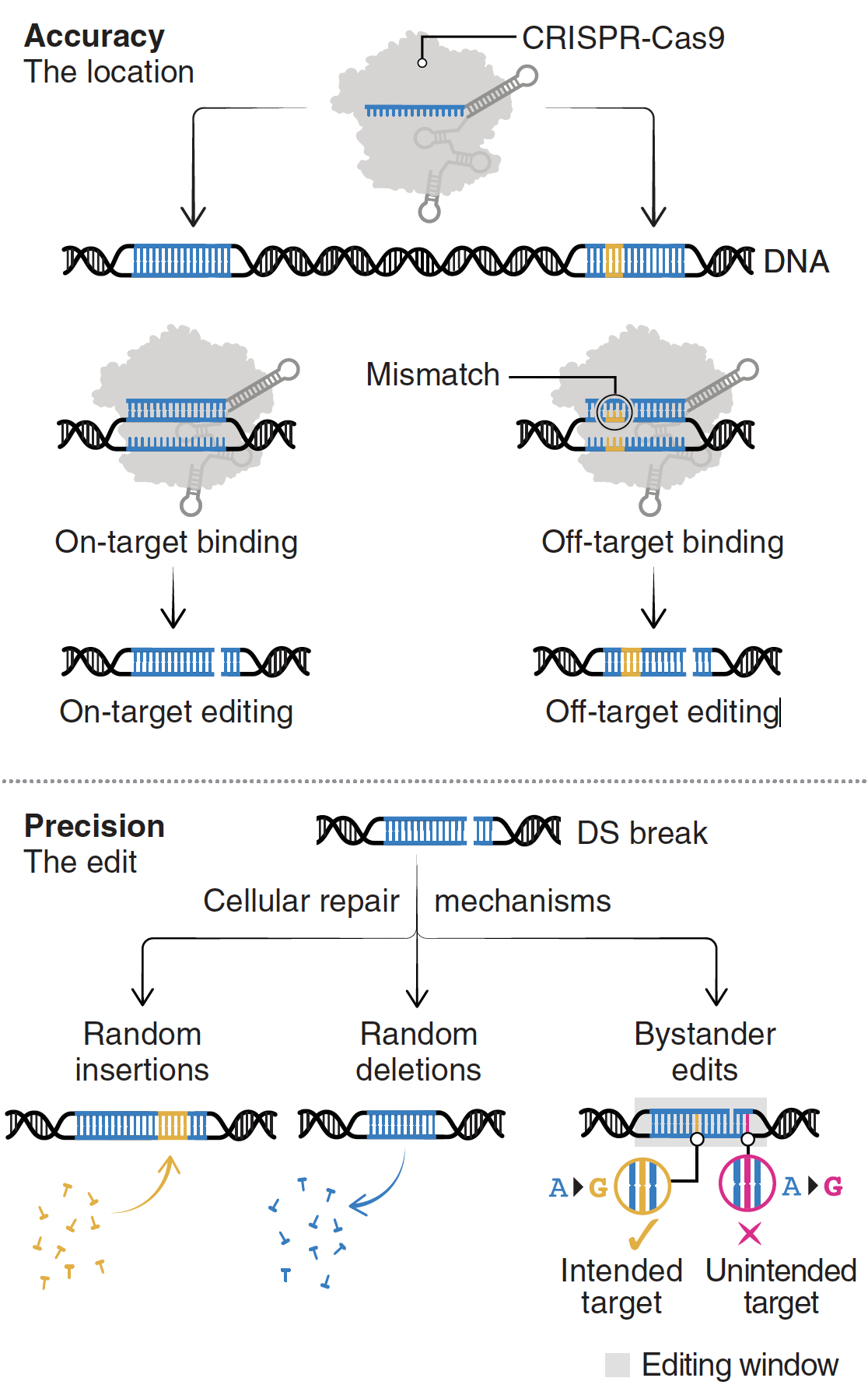 Towards genome editing cure of genetic heart diseases
