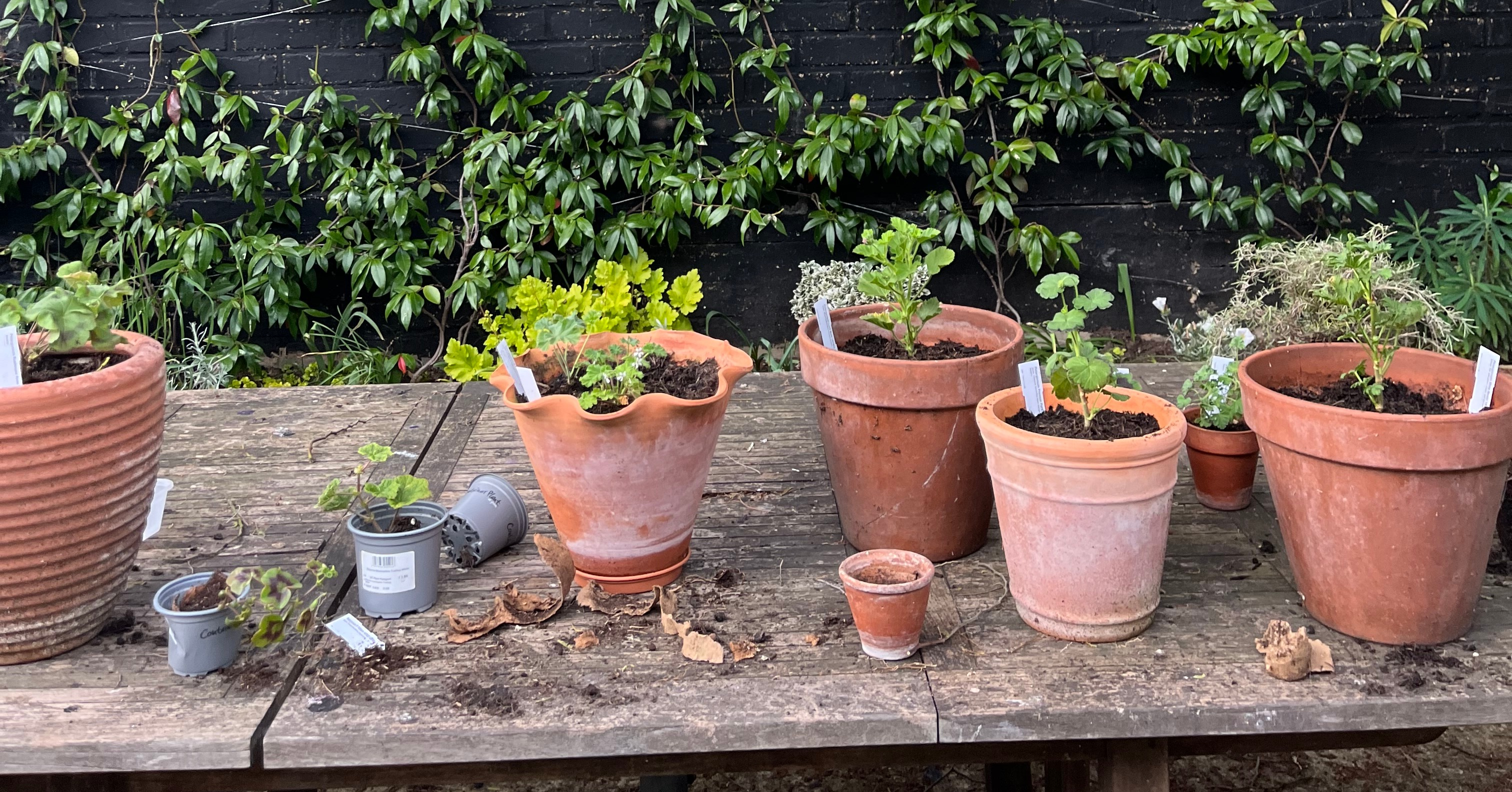 A Guide to Plant Pots - by Leanne Kilroy