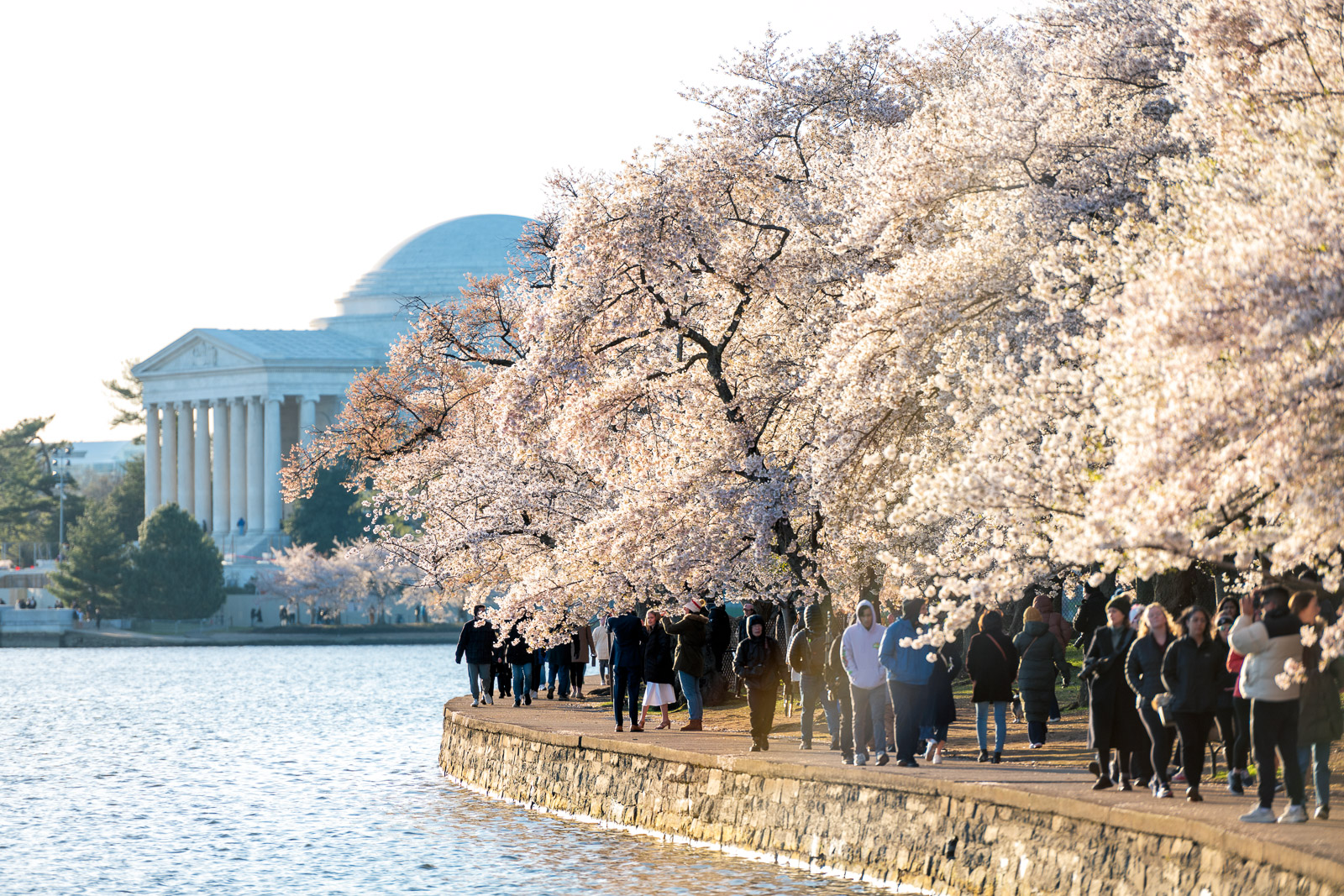 Welcome To The 2025 Cherry Blossom Watch 1e3190dd Ad9b 4dfc 9a1e 7e85544215d4 1600x1067