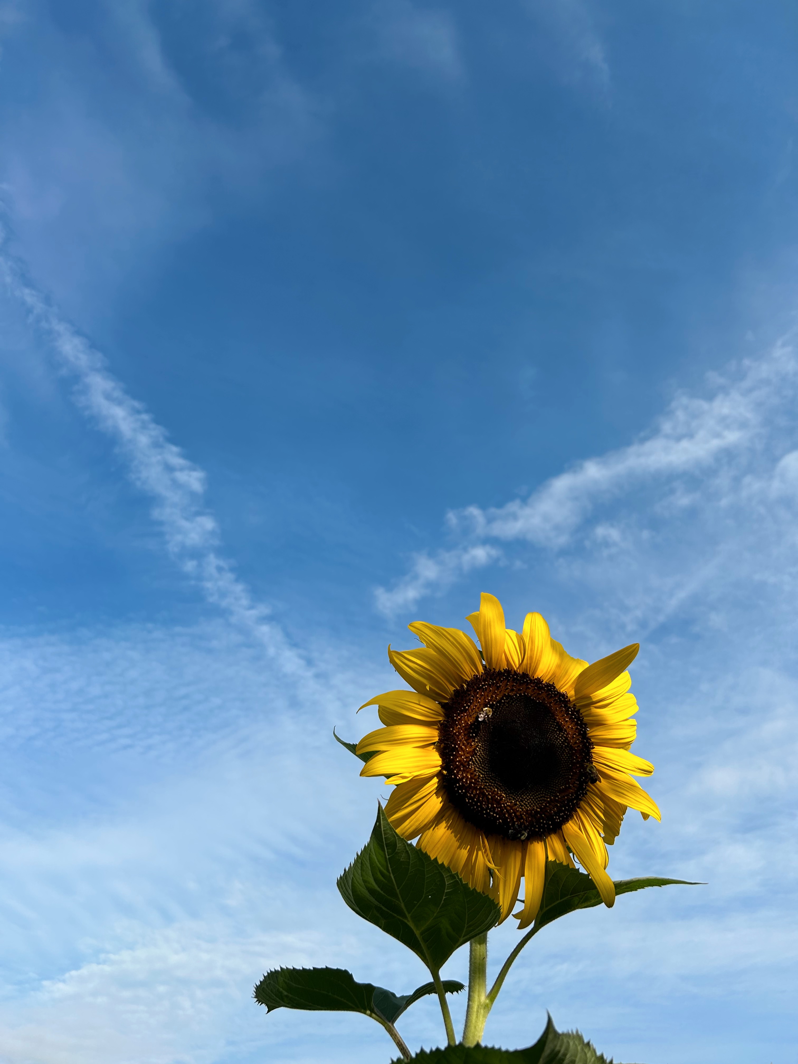 Open sunflower against dusty blue sky.