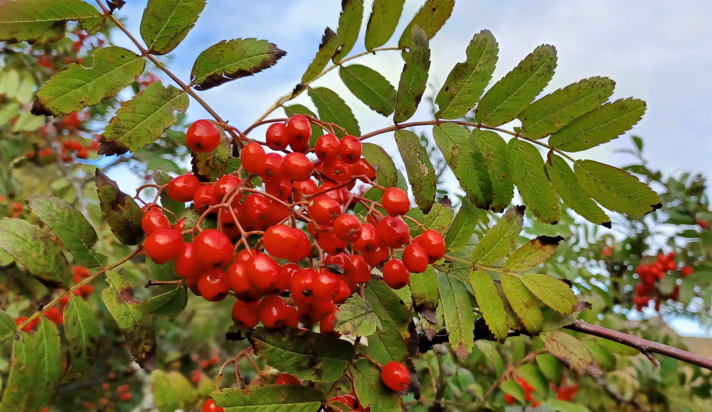 The Magic and Medicine of the Rowan Tree