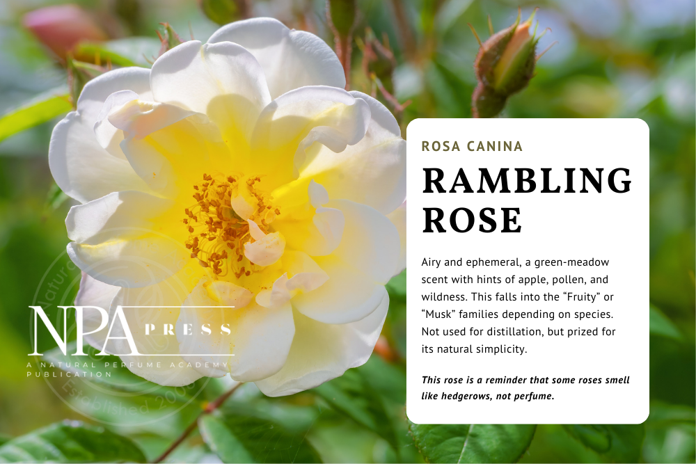 Scented Roses Vs Standard Roses Why a Rose Doesn’t Always Smell Like “Rose”