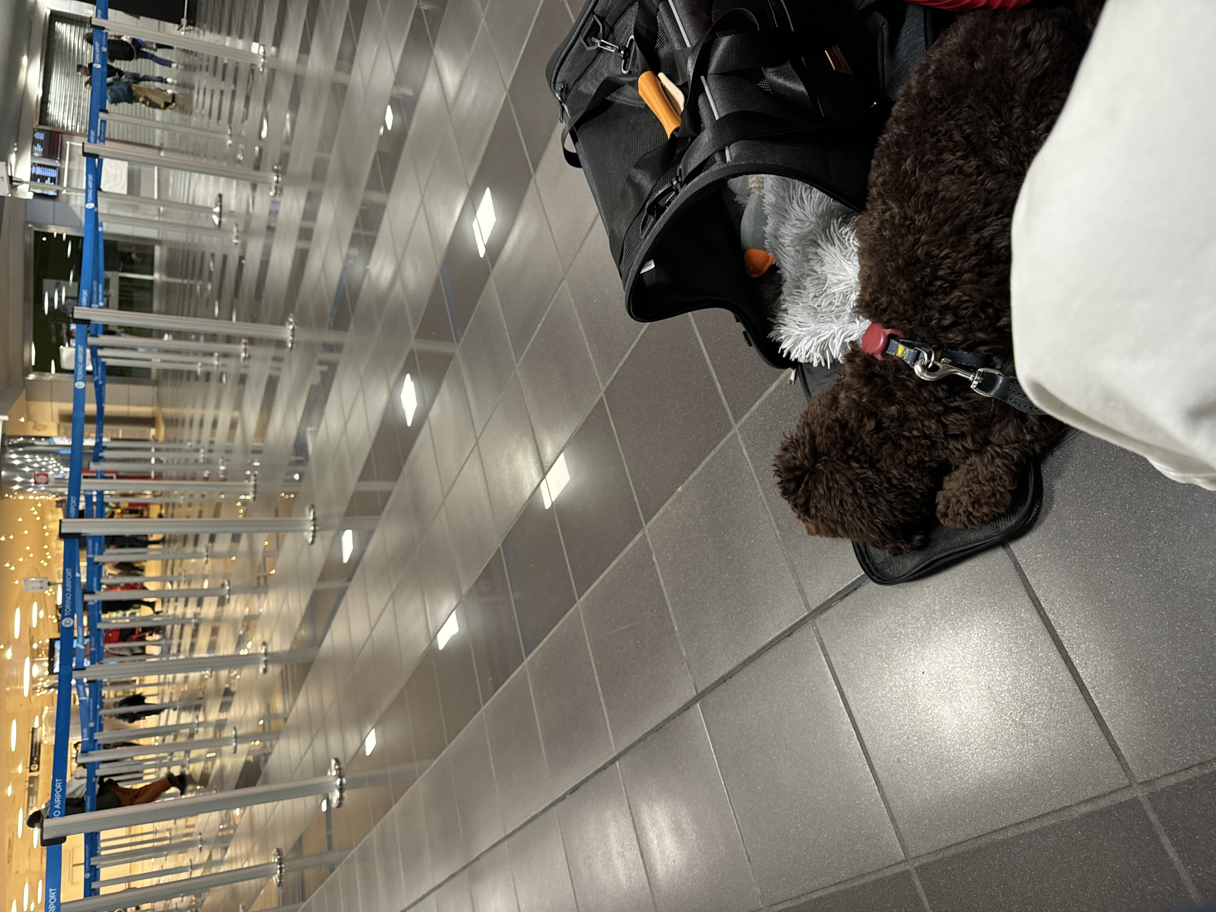 Volotea: come prenotare un volo con il cane