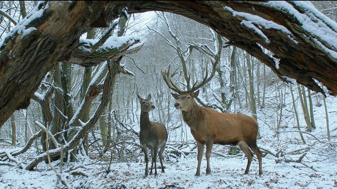 Filmdeki rüya sahnelerinde geyikler CGI ile eklenmiş. “Bol bulmuşken mezbahaya da iki gram CGI ayırsaydınız,” diyesim geldi.