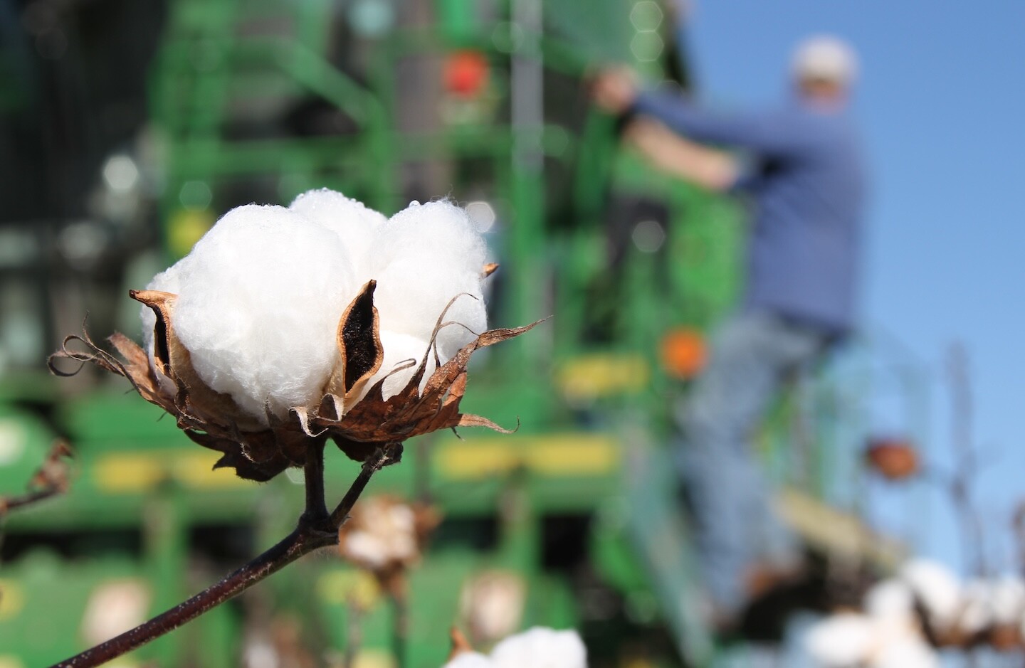 COTTON ALEX HARRELL.jpg