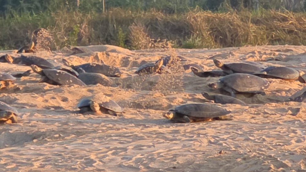 Após dois meses de atraso, Tartarugas-da-Amazônia desovam no Vale do Guaporé e acendem alerta para o futuro da biodiversidade