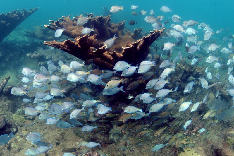 Coral reef in Tres Palmas, Puerto Rico (Photo: NOAA)