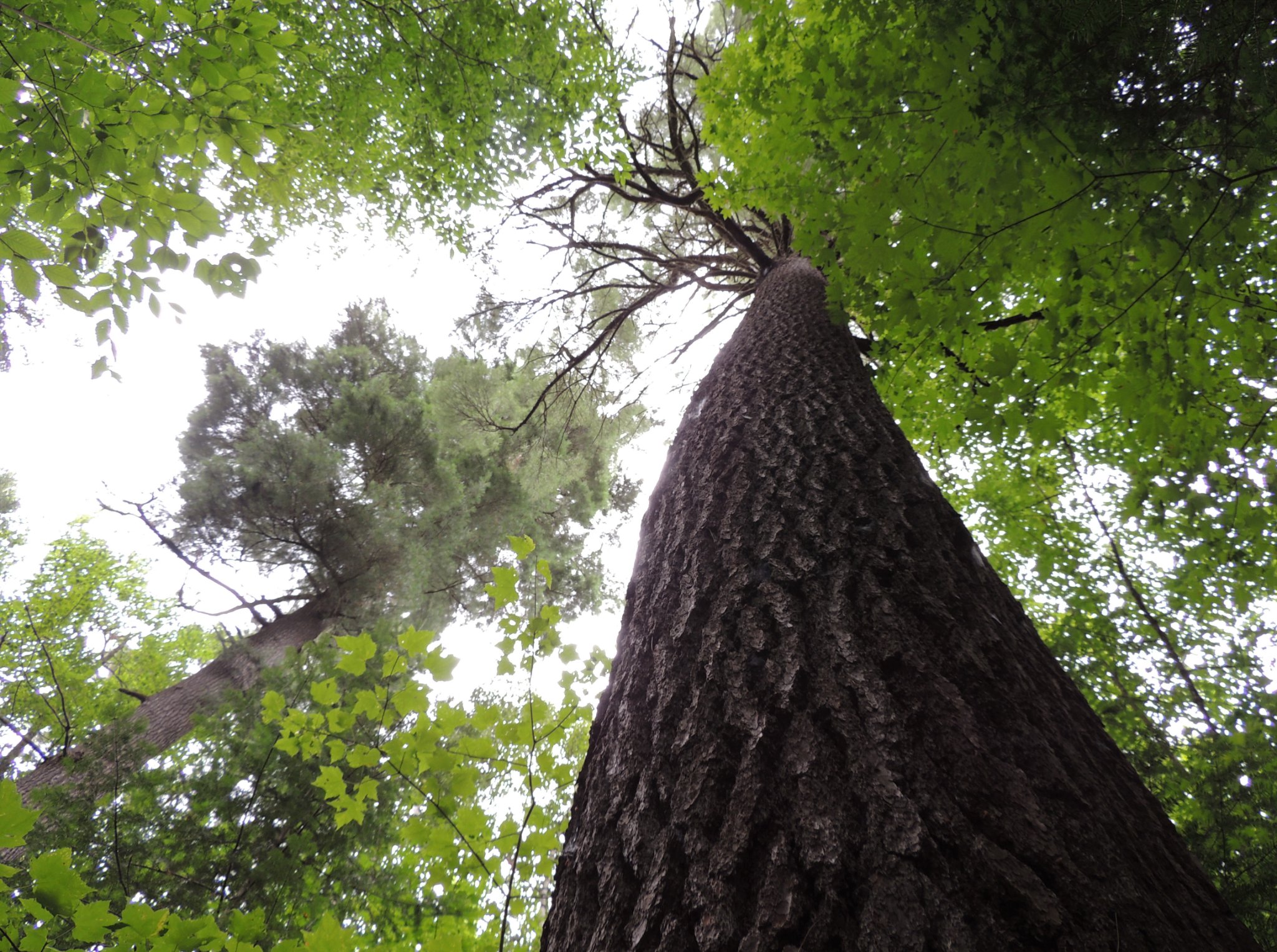 Pines - nobles of the global woodlands