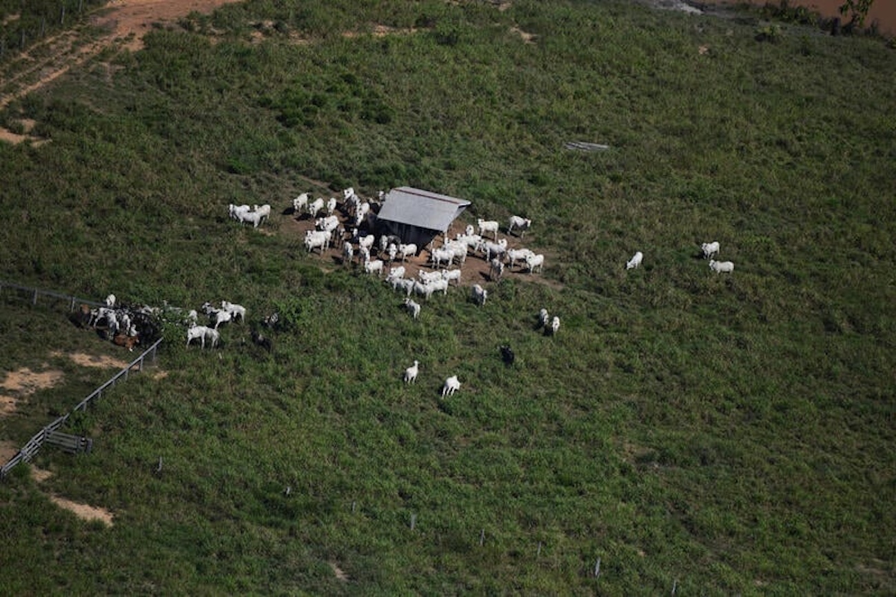 Ibama embarga áreas desmatadas e dá 30 dias para retirada urgente de animais; veja a lista de propriedades embargadas