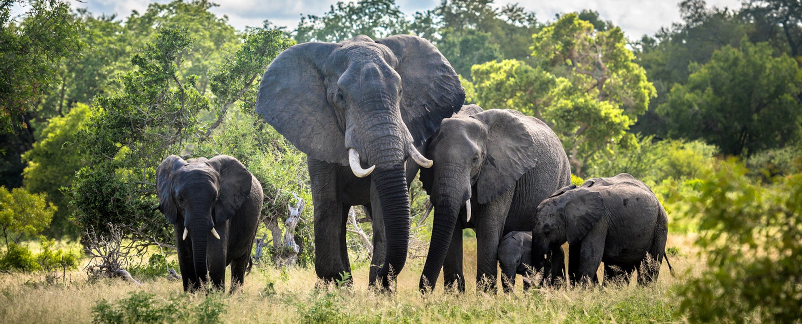 4th Day: Kruger National Park