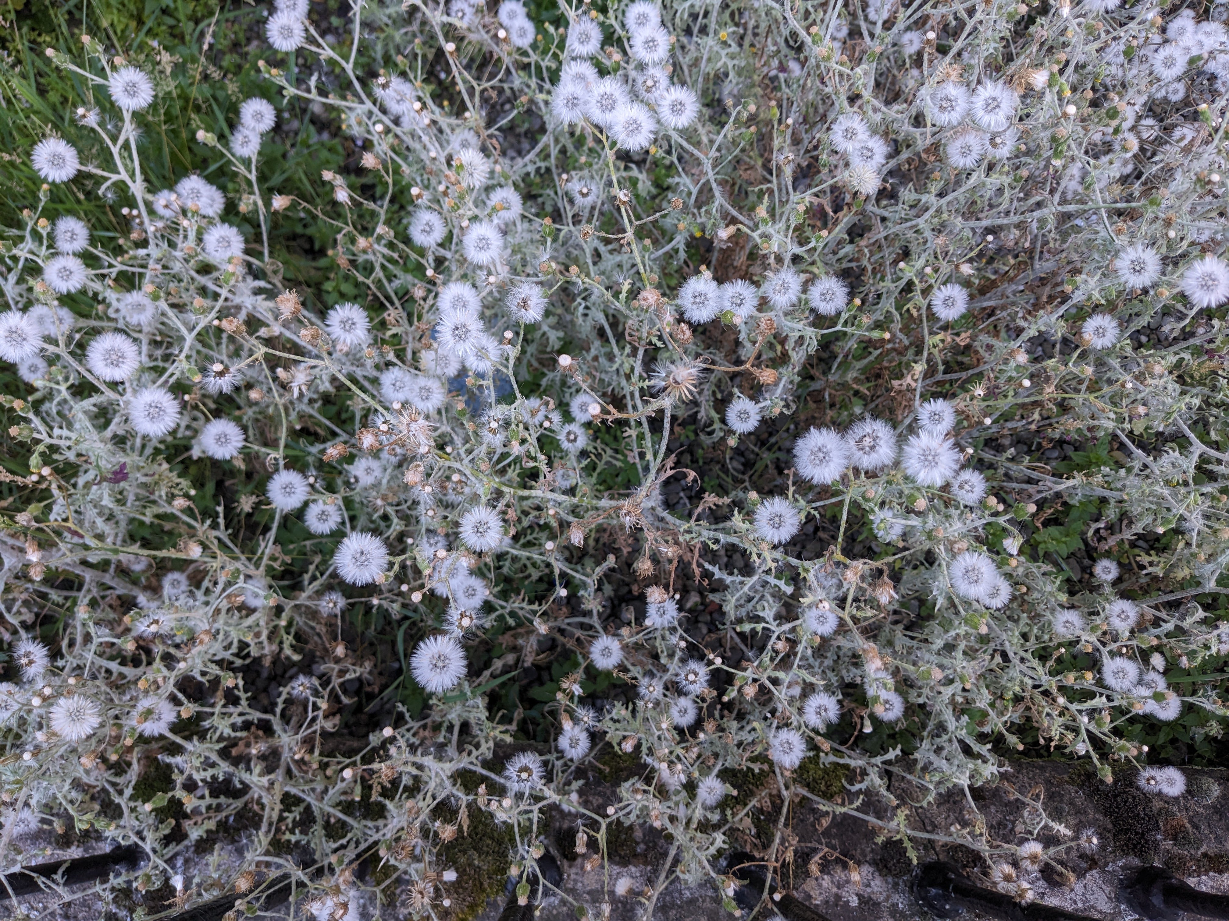 some kind of hawkbit that's gone to seed. the stems are pale gray and the seed heads are white balls like dandelions in seed. a fog of flowers.