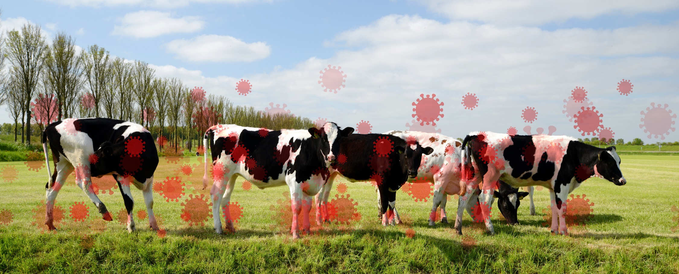 How (and why) Bird Flu is About to Enter the “Mass Testing” Phase