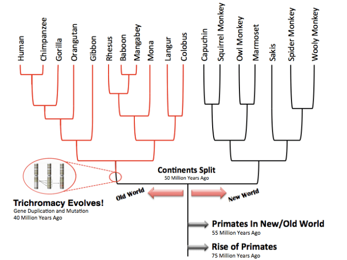 The Evolution of Human Diet Since the Origin of Genus Homo
