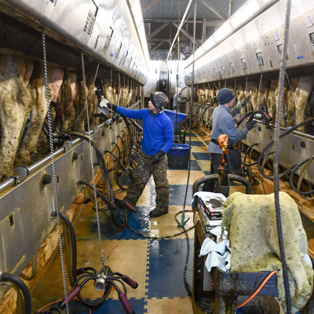 Two farm workers milk dairy cows on opposite side of a damp milking parlor — health coverage from STAT Two farm workers milk dairy cows on opposite side of a damp milking parlor — health coverage from STAT