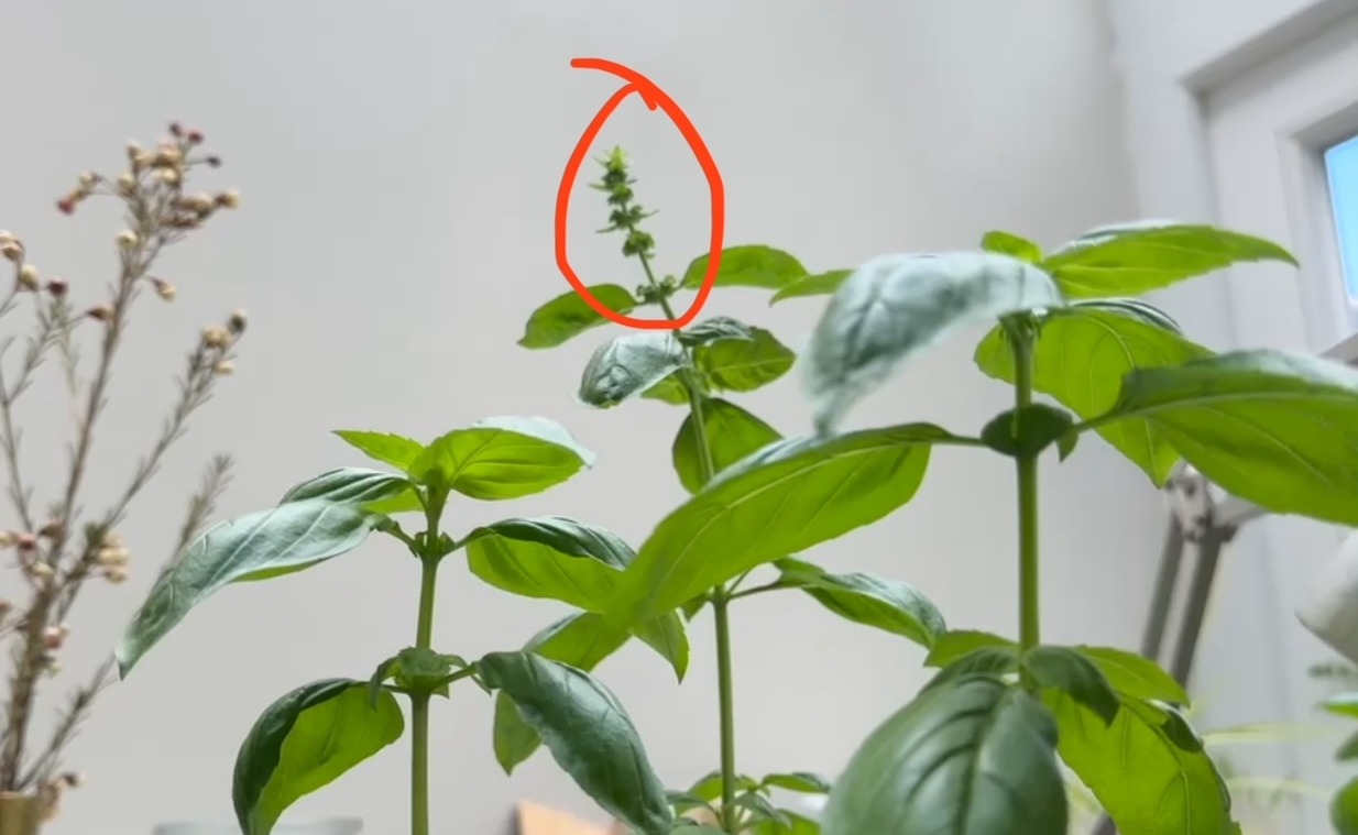The Basil Trick: Everything You Need to Know