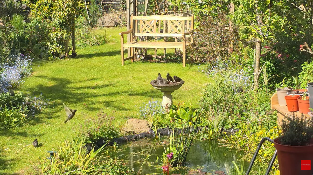 Our Sussex Wildlife Garden