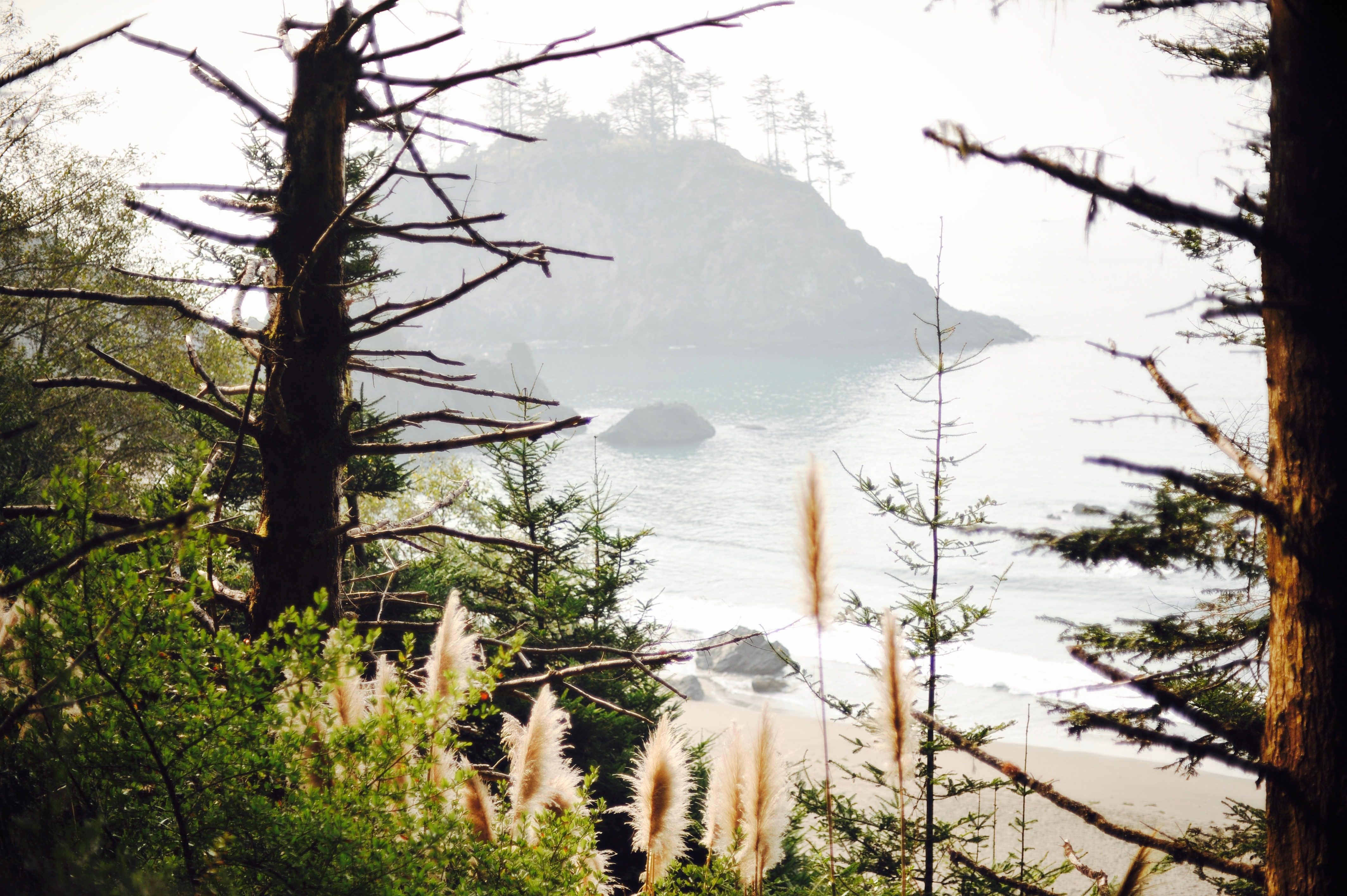 “Tinkerbell Island” Arcata, CA, 2019, Canon EOS 5D, 50mm