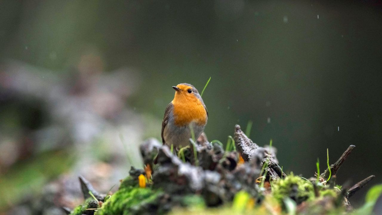 Le cri du ciel Décrypter et Reconnaître les oiseaux par leurs chants — free download