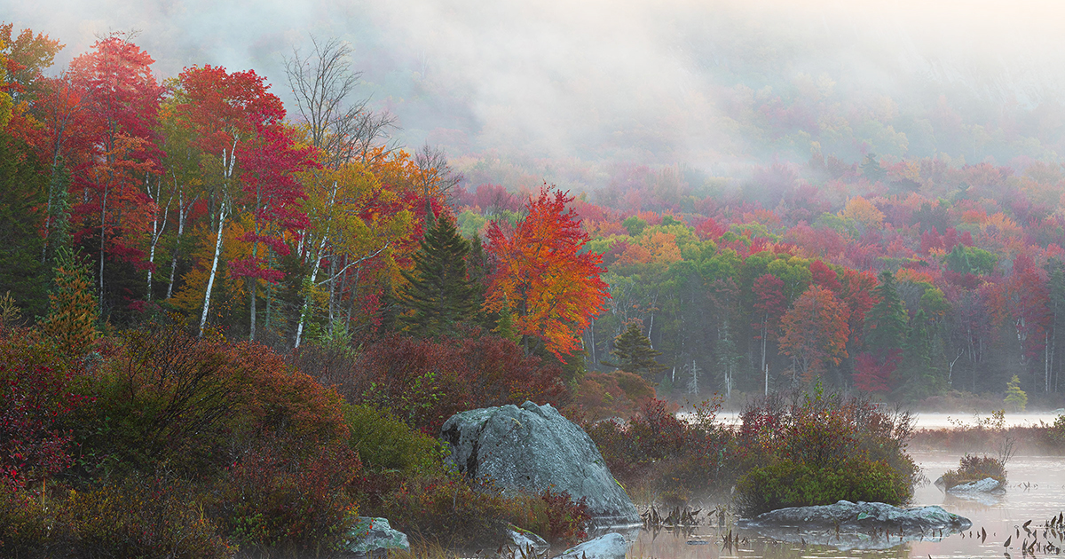 The Beautiful Insanity of Leaves