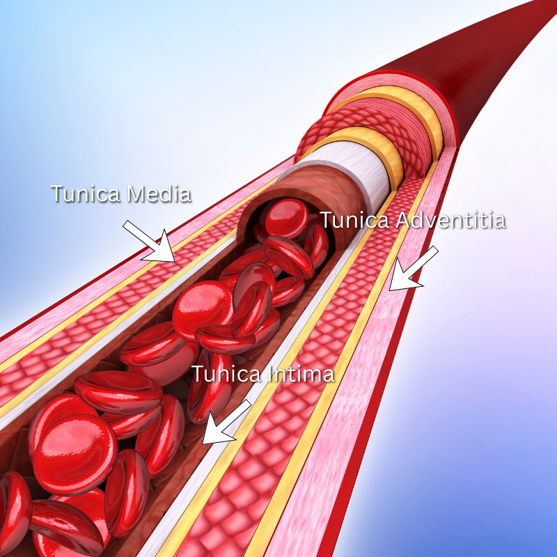 Vein cross section diagram